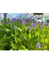 Pontederia cordata  - 3