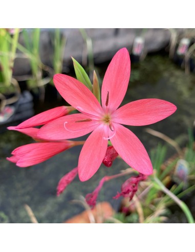 Schizostylis coccinea Major  - 3