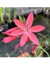Schizostylis coccinea Major  - 3
