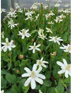 Anemopsis californica  - 3