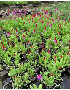 PRIMULA viale  - 4
