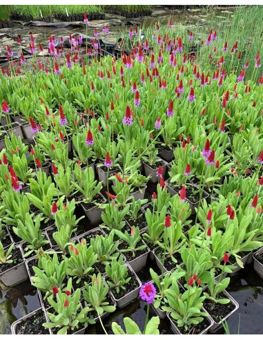 PRIMULA viale  - 4