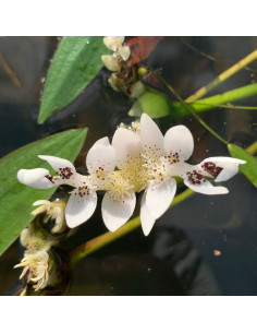 Aponogeton distachyos (3L)  - 2