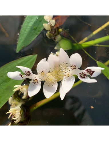Aponogeton distachyos  - 2