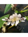 Aponogeton distachyos  - 2