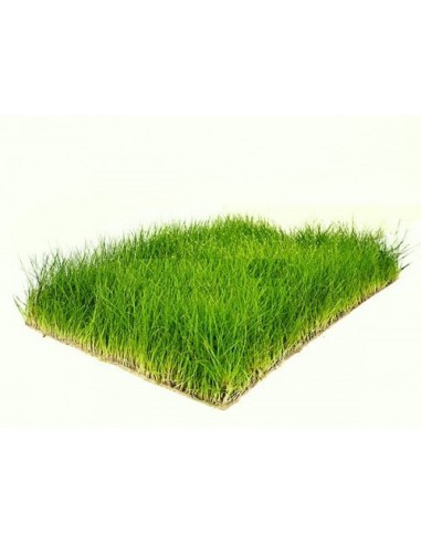 Tapis Eleocharis parvula 60x40cm  - 1