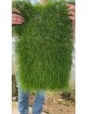 Tapis Eleocharis parvula 60x40cm  - 2