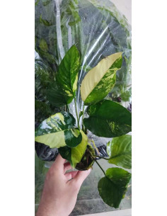 Anubias barteri  'Variegata'  - 2