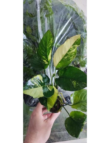 Anubias barteri  'Variegata'  - 2