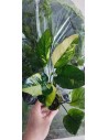 Anubias barteri  'Variegata'  - 2