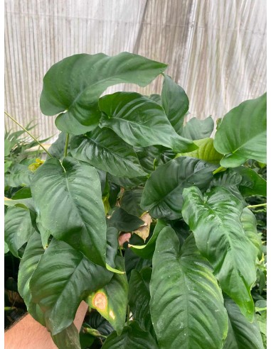 Anubias Barteri var. Barteri XXL  - 1