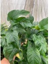 Anubias Barteri var. Barteri XXL  - 1