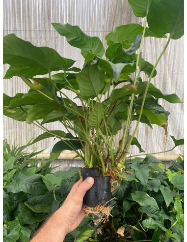 Anubias Barteri var. Barteri XXL  - 2