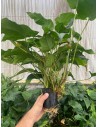 Anubias Barteri var. Barteri XXL  - 2