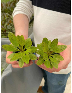 Echinodorus Green Flame  - 2