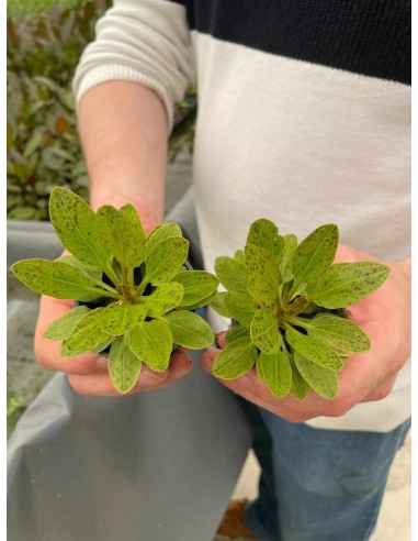 Echinodorus Green Flame  - 2