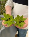 Echinodorus Green Flame  - 2