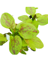 Echinodorus Yellow Sun  - 1