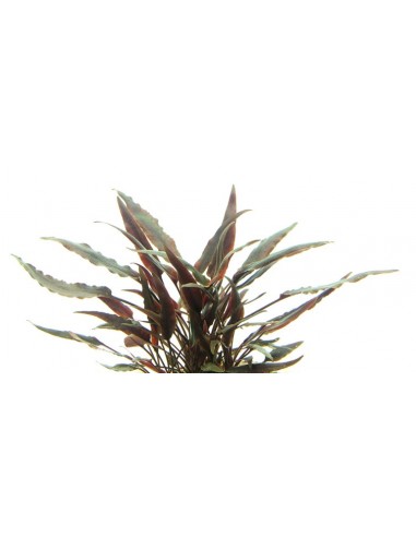 Cryptocoryne Lutea  - 3