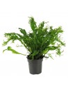 Microsorum pteropus 'Windelov'  xl  - 1