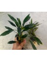 Anubias sp Ducky  - 1
