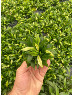 Anubias minima variegata  - 2