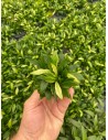 Anubias minima variegata  - 2