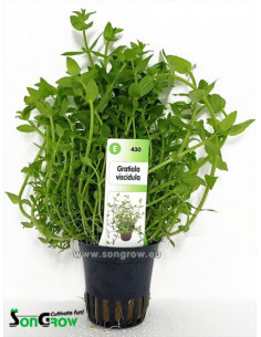 Gratiola viscidula xl  - 1
