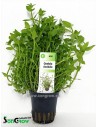 Gratiola viscidula xl  - 1