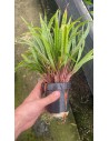 Cryptocoryne crispulata var. balansae XL  - 1