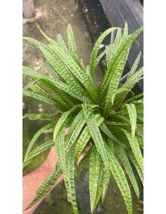 Cryptocoryne crispulata var. balansae XL  - 2