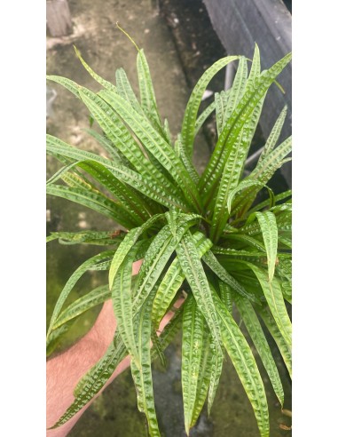 Cryptocoryne crispulata var. balansae XL  - 2
