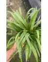 Cryptocoryne crispulata var. balansae XL  - 2
