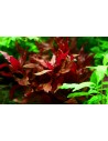 Alternanthera reineckii 'Rosanervig' XL  - 1