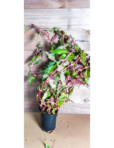 Alternanthera reineckii 'Rosanervig' XL  - 2