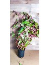 Alternanthera reineckii 'Rosanervig' XL  - 2