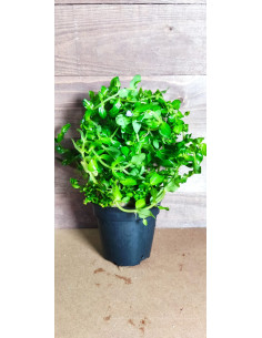 Bacopa caroliniana (amplexicaulis) XL  - 2