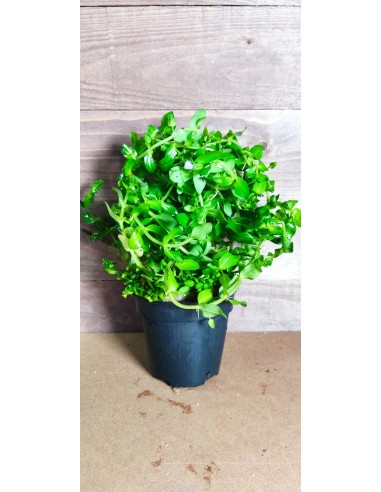 Bacopa caroliniana (amplexicaulis) XL  - 2