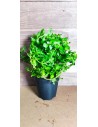 Bacopa caroliniana (amplexicaulis) XL  - 2