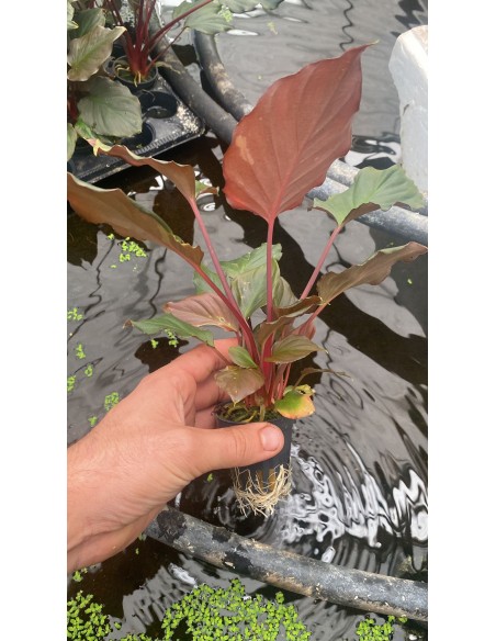 Homalomena humilis  - 1