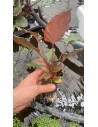 Homalomena humilis  - 1