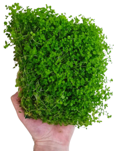 Micranthemum montecarlo mat 10x15cm  - 2