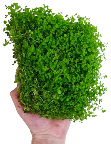 Micranthemum mat 10x15cm  - 2