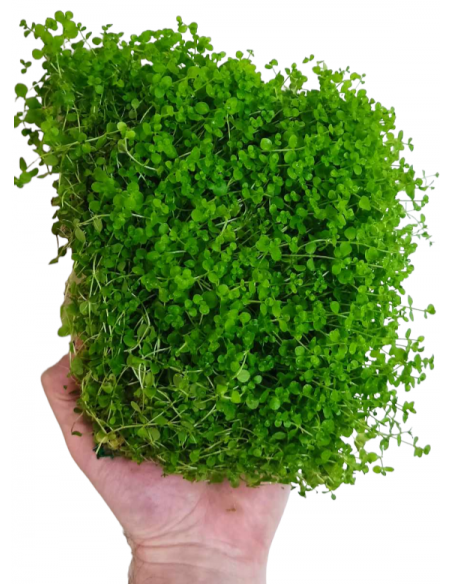 Micranthemum mat 10x15cm  - 2