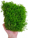 Micranthemum mat 10x15cm  - 2