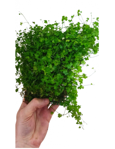 Tapis hydrocotyle cf. tripartita  - 3