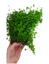 Tapis hydrocotyle cf. tripartita  - 3
