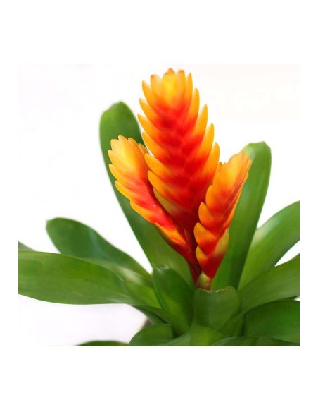 Guzmania mix  - 1