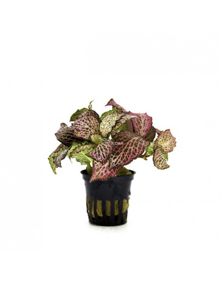 Fittonia 'Red'  - 1