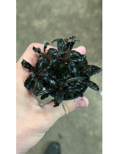 Bucephalandra "Brownie Ghost"  - 1